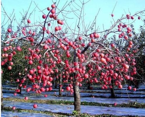 Elma Ağacı Serası 12 Mikron Tarım Filmi Biyobozunur