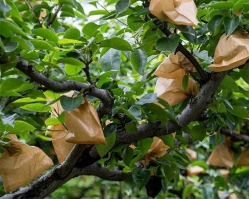 Vietnam Meyve Yetiştirme Koruması Sarma Mango Kağıt Torba Suya Dayanıklı