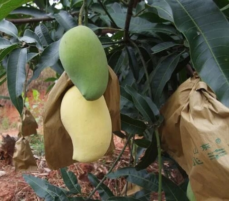 Sri Lanka Pazarlama İçin Suya Dayanıklı Mango Kaplama Çantaları Meyve Koruma Çantası