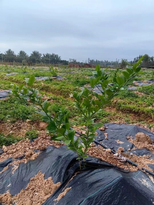90gm Ekoloji dostu yabani otlar kontrol kumaş Yer örtüsü Membran manzara kumaş 3ftx50FT