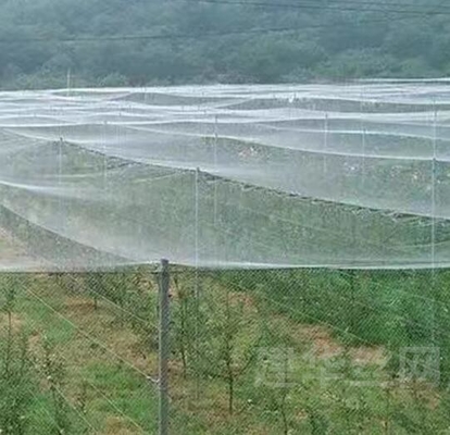 İyi Kuş Böcek Koruma Ağı Şimşek Kanıtlı Ağ Ağ Ağ Ağır Bitki Koruma Ağı
