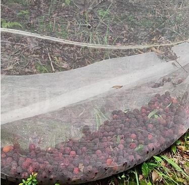 Yeşil Özel Böcek Koruma Böcek Koruma Meyve Ağaçları Sebze Bahçeleri Ev Fabrikası