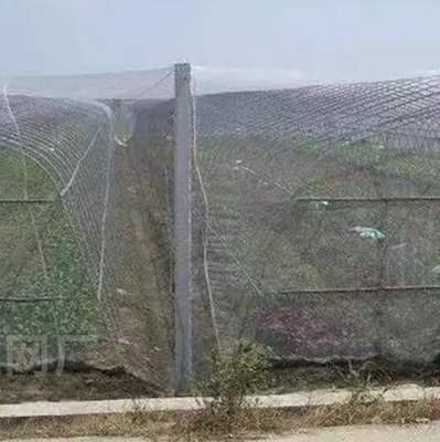 Bitki ve üzüm için % 100 PE Beyaz Şeffaf Renkli Sera Anti Böcek Ağı