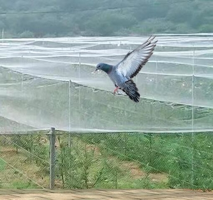 40 50 60 Mesh 125g Tarım Sermaye İstihbaratı Kabul edilebilir Yazdırma ile Böcekle Mücadele Ağı