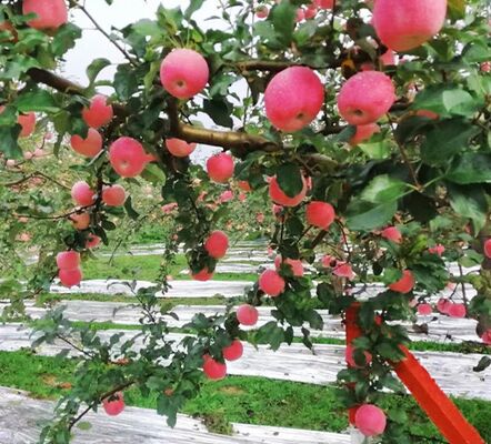 Good Price Agriculture Reflective Mylar 20mic CPP Polyester Metalized Film for Fruit Orchards