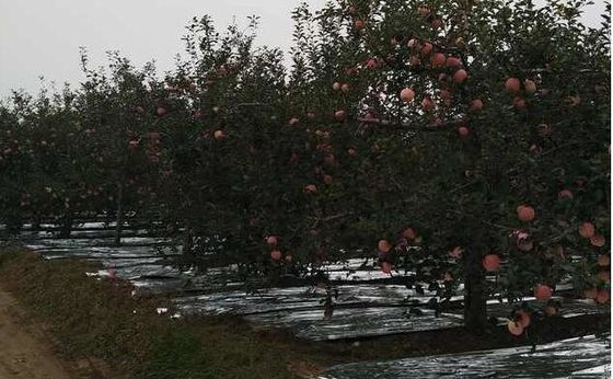 Genişlik 20-2300mm Elma Ağacı Yansıtıcı Tarım Metalize CPP Filmi